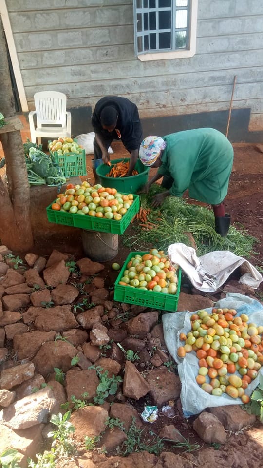 Sorting tomatoes